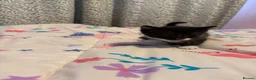 Mixed Breed cats for sale: Playful sweet kittens looking for forever home - Advert 11