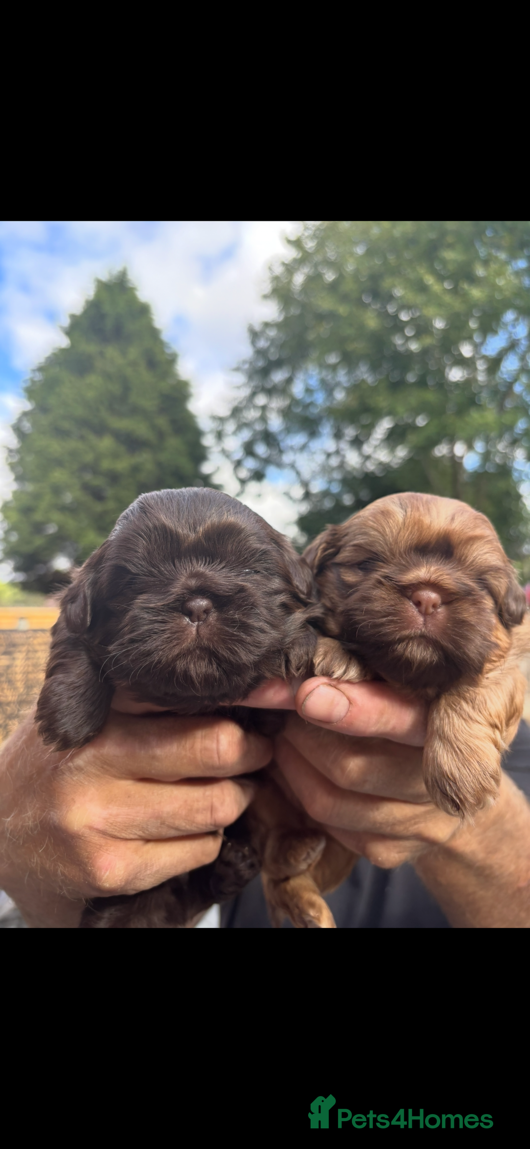 Shih Tzu dogs for sale: Imperial shih tzu puppies - Image 22