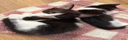 Mixed Breed cats for sale: Our chocolate kitties!!! in Cardiff - Advert 7