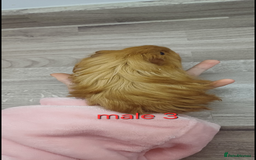 Guinea Pig rodents for sale: 2 pairs of guinea pigs + 1 single - Advert 7