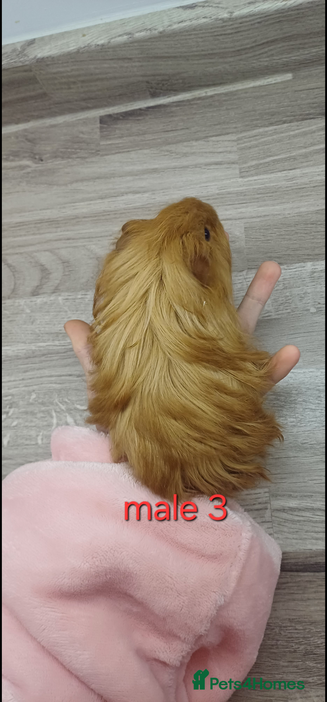 Guinea Pig rodents for sale: 2 pairs of guinea pigs + 1 single - Advert 7