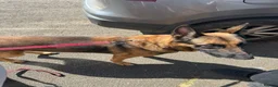 Mixed Breed dogs for sale: German shepherd  - Advert 2