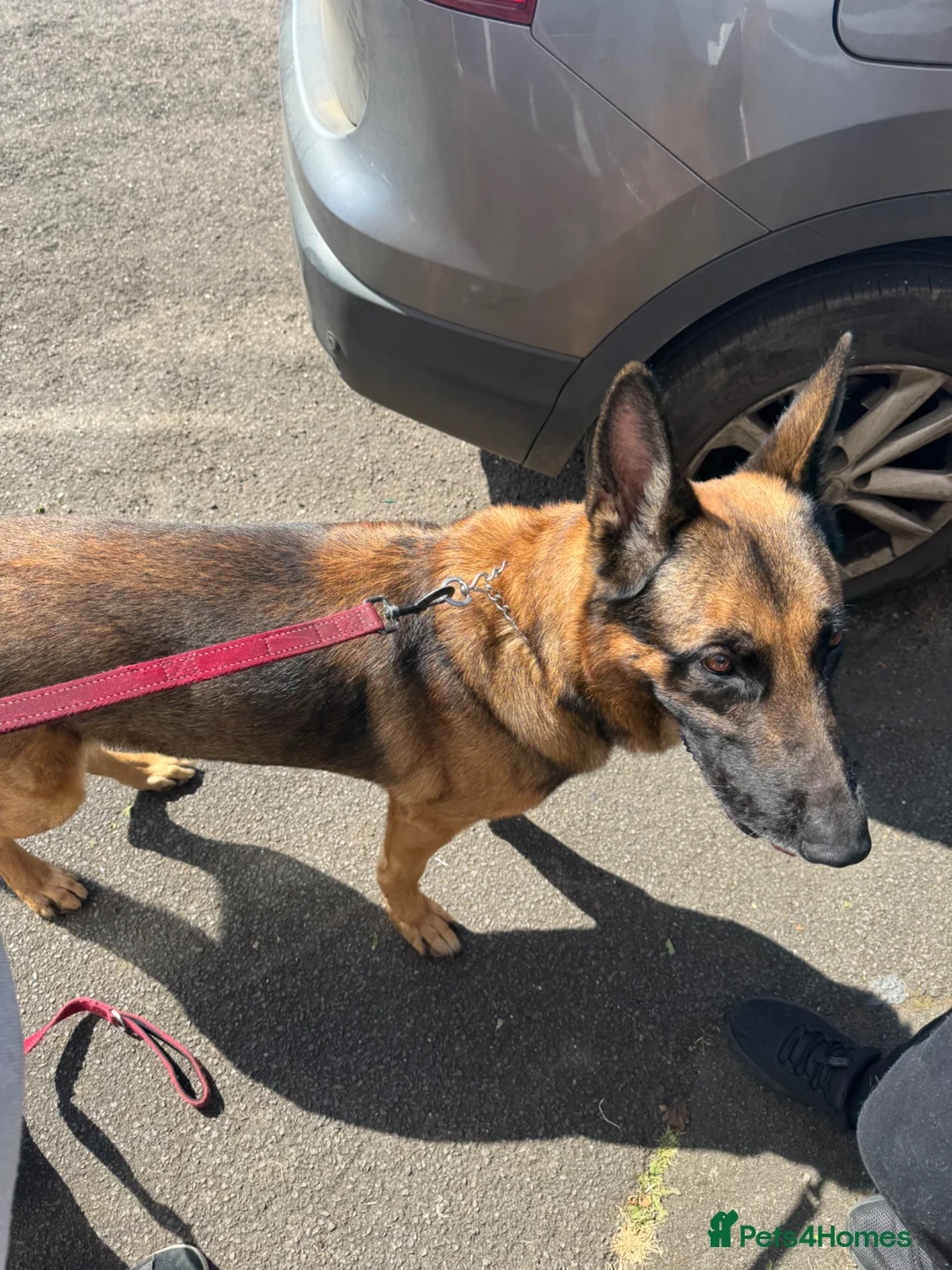 Mixed Breed dogs for sale: German shepherd  - Advert 2