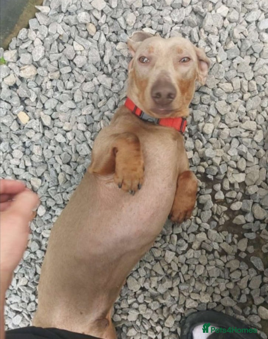 Dachshund dogs for sale: Beautiful litter of mini dachshunds  - Advert 17