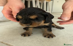 Cocker Spaniel dogs for sale: ****only 2 left****Stunning cocker puppies - Image 32