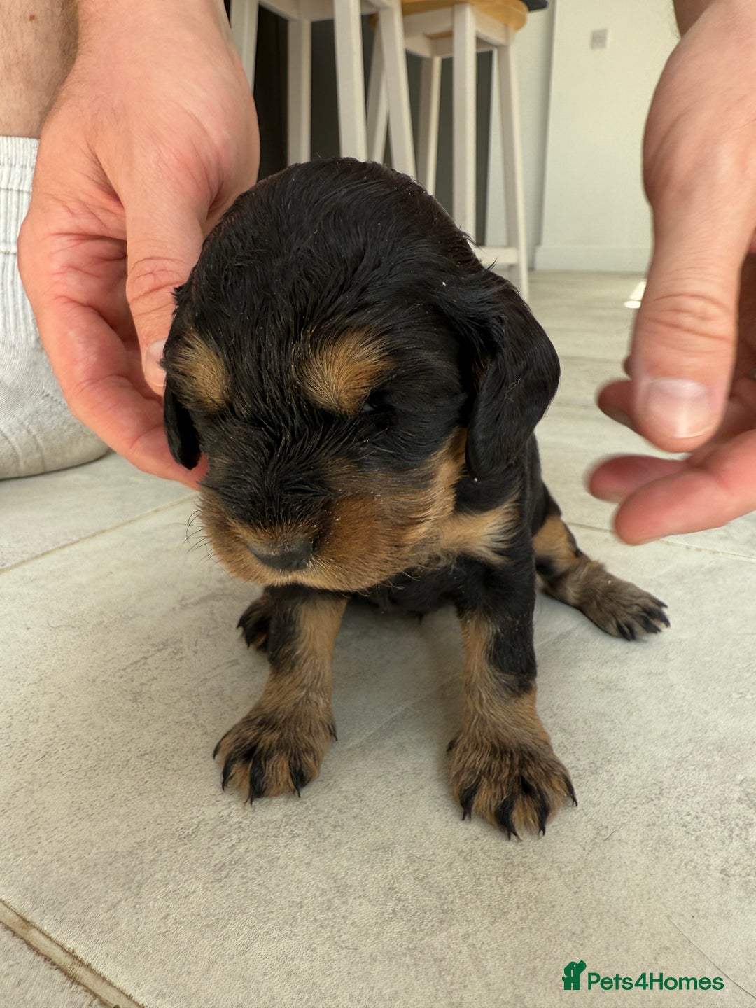 Cocker Spaniel dogs for sale: ****only 2 left****Stunning cocker puppies - Image 32