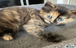 Mixed Breed cats for sale: 2 Tabby's and calico kitten for sale - Image 8