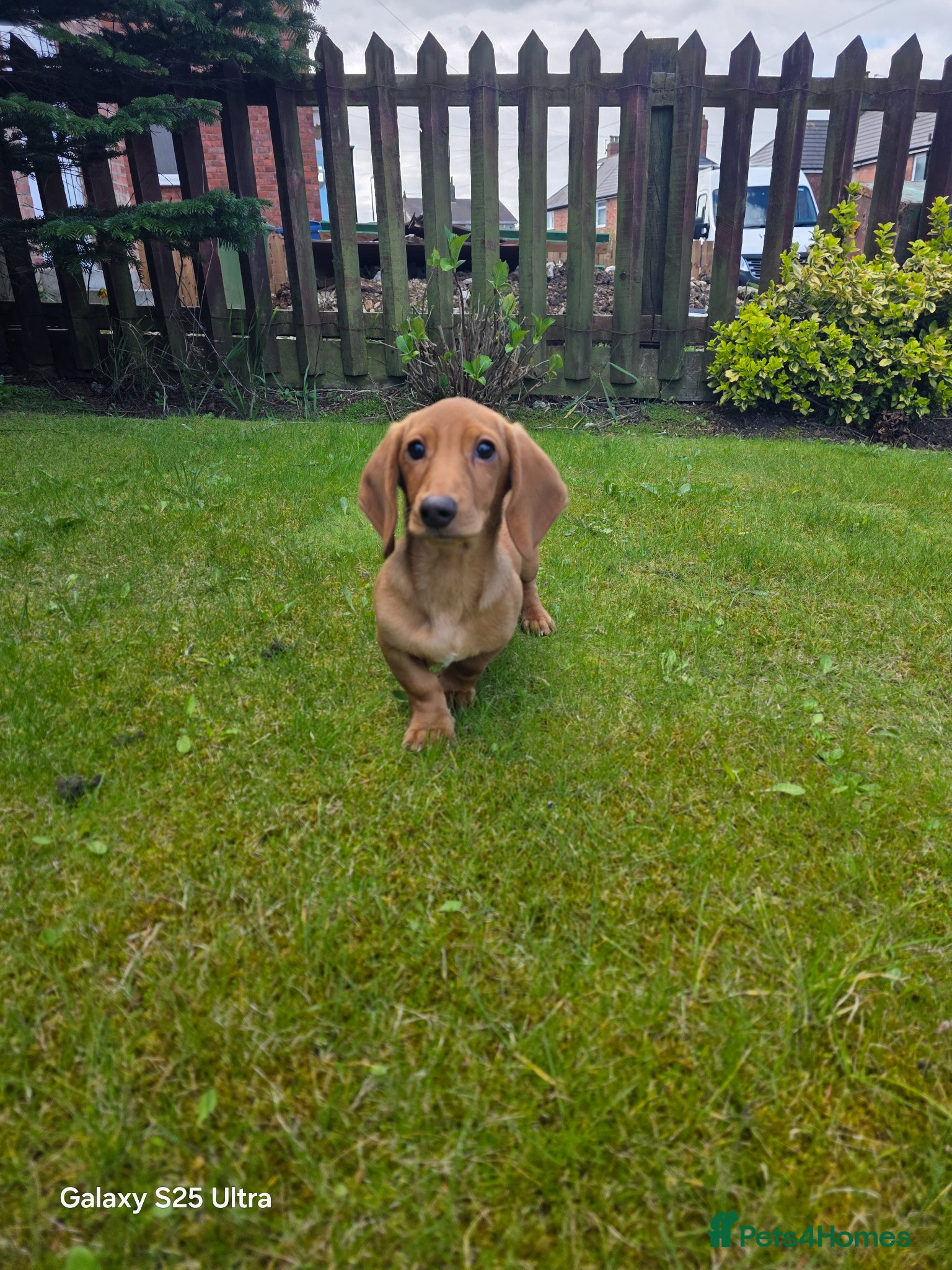 Miniature Dachshund dogs Ready now Beautiful miniature dachshunds  - Advert 7