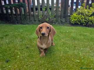 Miniature Dachshund dogs Ready now Beautiful miniature dachshunds - Advert 7