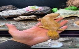 Leopard Gecko reptiles for sale: 4x Leopard geckos  - Image 10