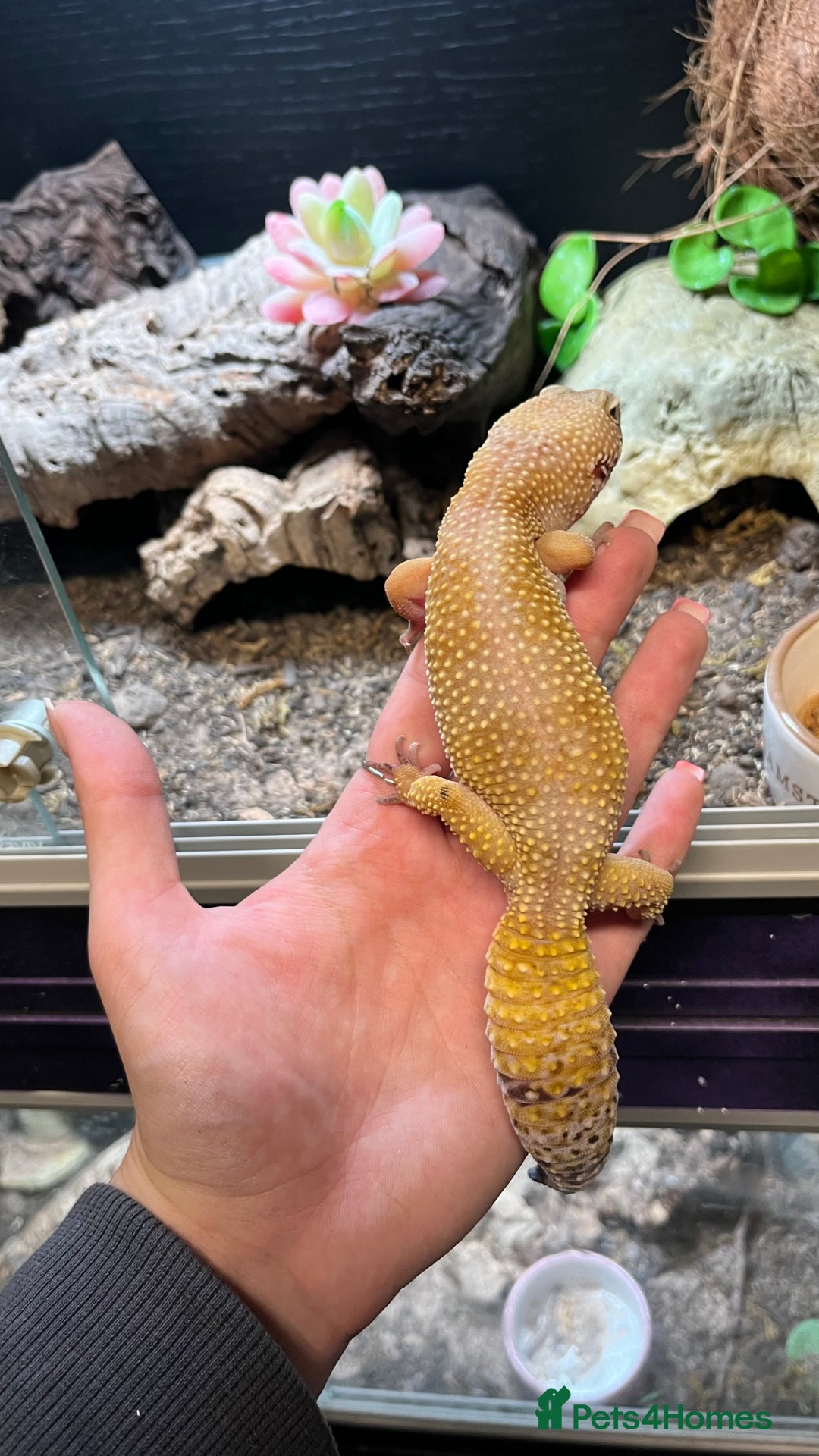 Leopard Gecko reptiles for sale: 4x Leopard geckos  - Image 10