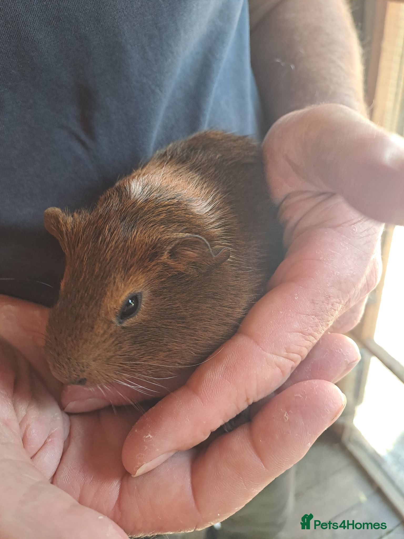 Guinea Pig rodents Six weeks old Baby guinea pigs for sale  - Advert 11