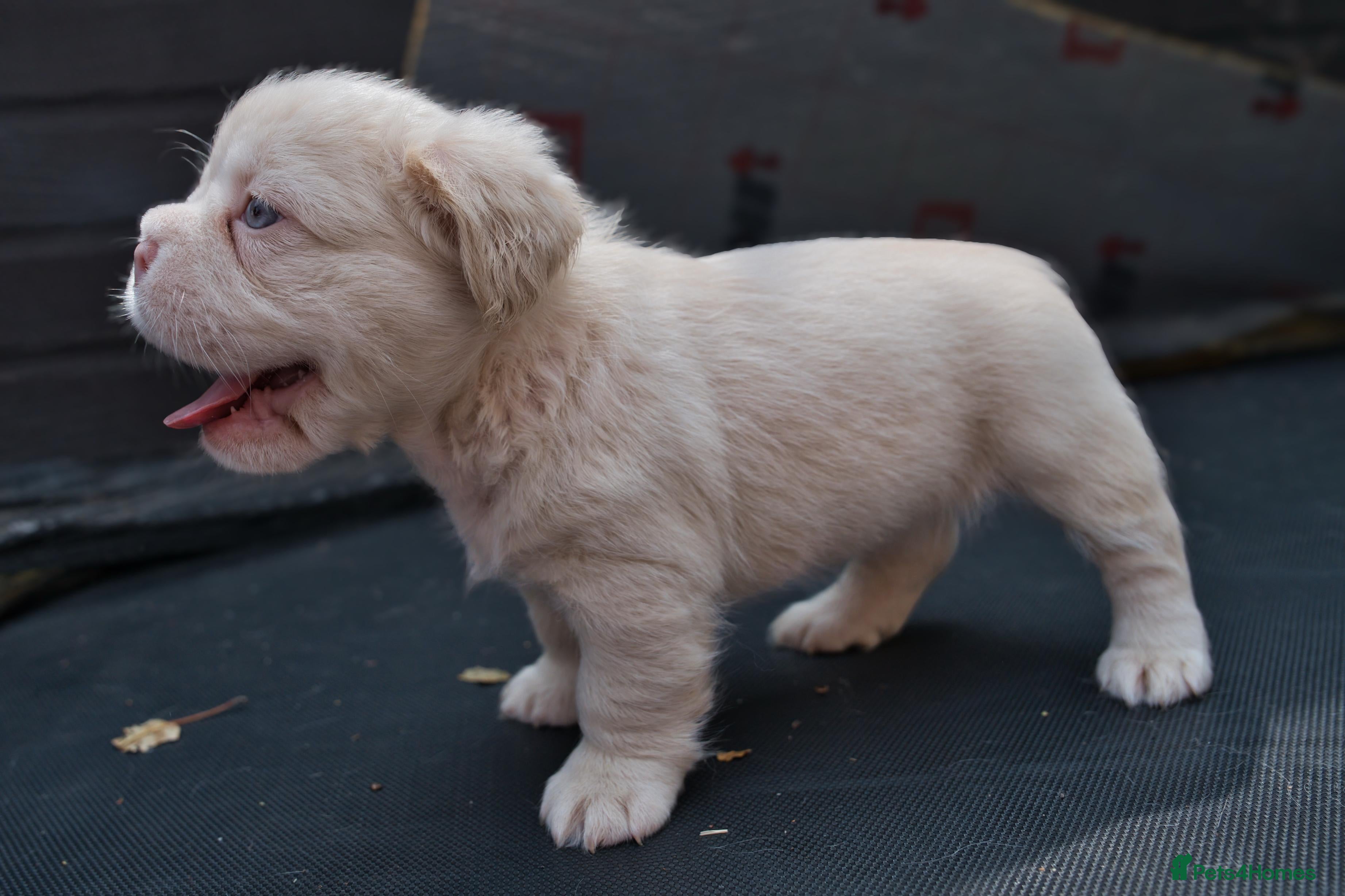 French Bulldog dogs Rare Fluffy Frenchies: KC Reg, Vet Checked. - Advert 2