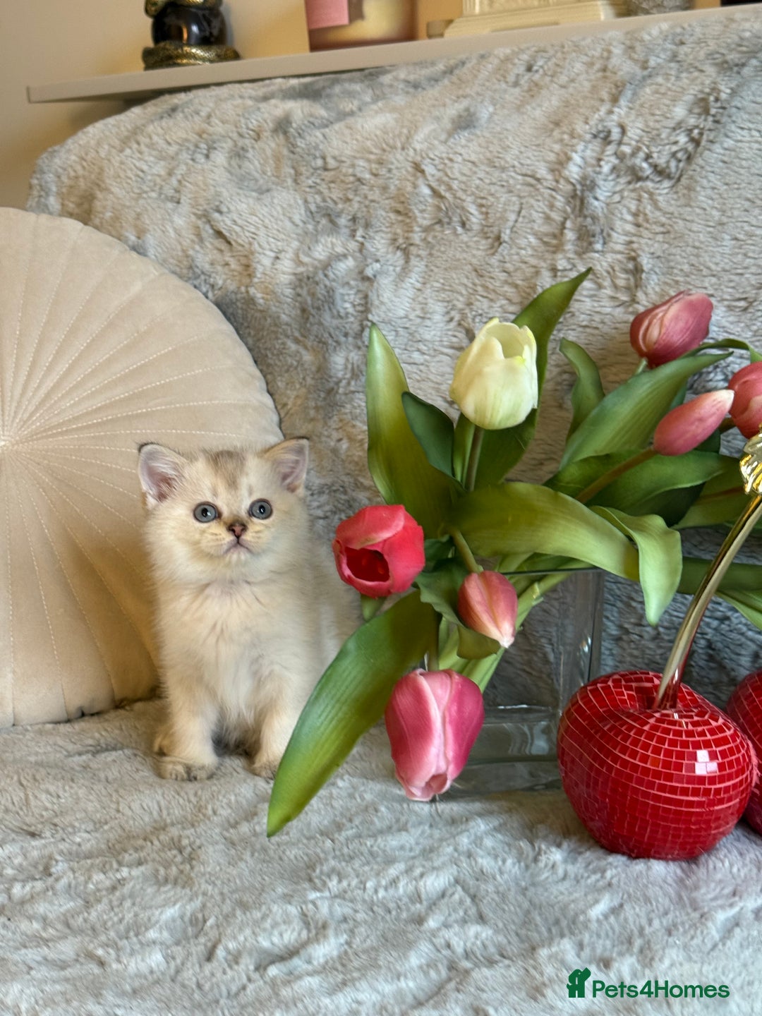 Scottish Fold cats for sale: *LUXURY SCOTTISH FOLD & 1 STRAIGHT KITTENS* - Advert 18