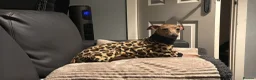 Italian Greyhound dogs for sale: KC reg Italian greyhounds - Advert 18
