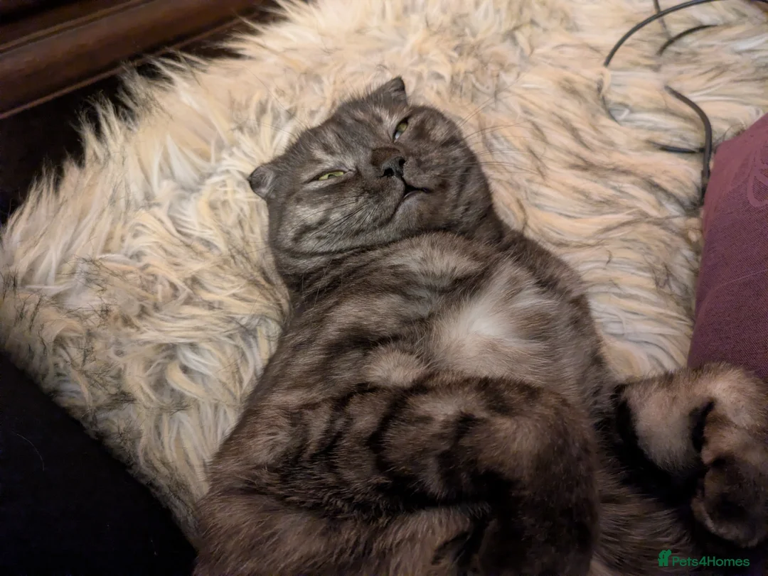 Mixed Breed cats for adoption: Indoor Scottish Fold Rescue girl - Advert 3