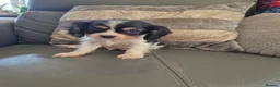 Cavalier King Charles Spaniel dogs for sale: KC Health Clear Cavalier King Charles Boys - Advert 30