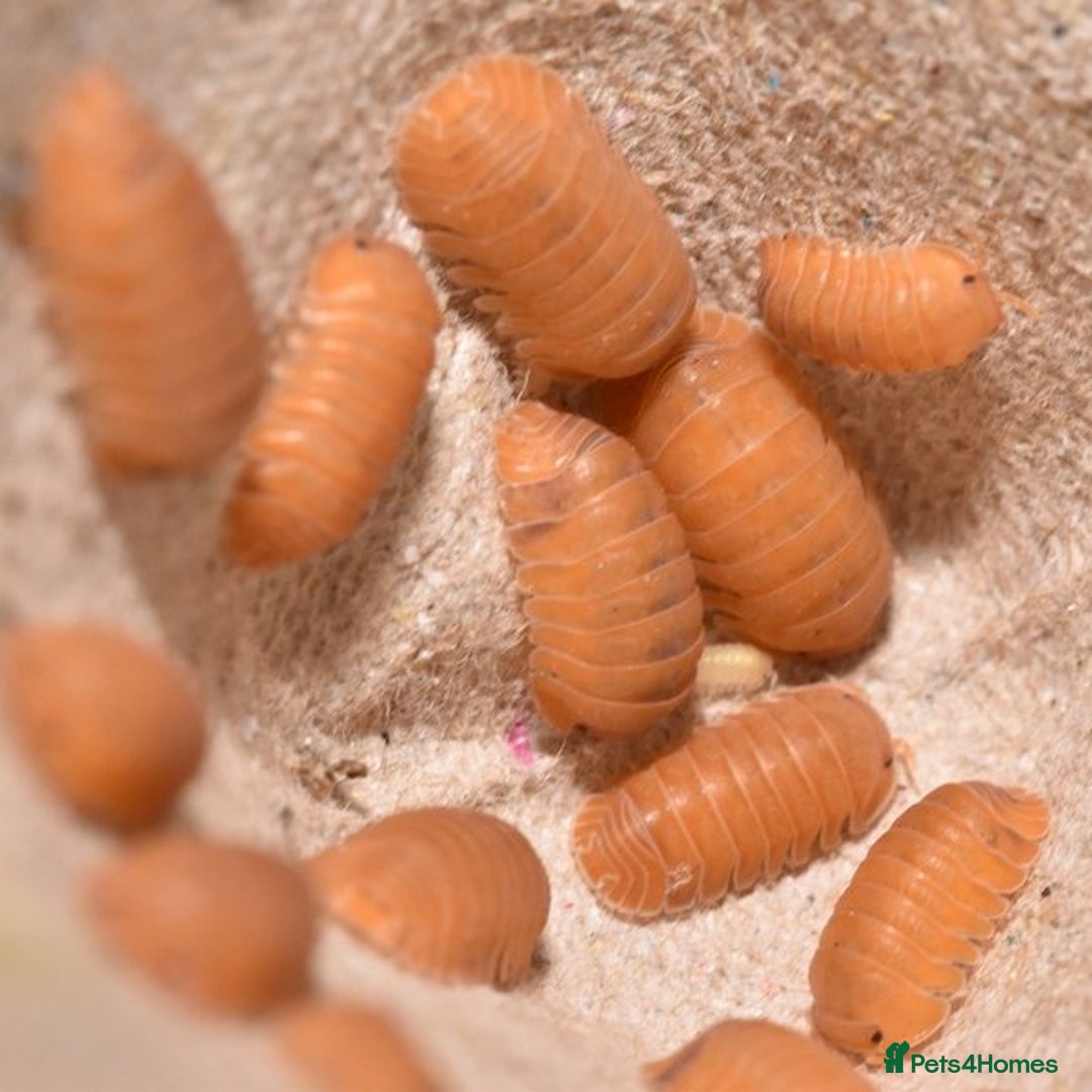Mixed Breed invertebrates for sale: Isopods, clean up crew terrarium - Image 3