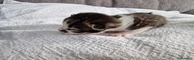 Mixed Breed 1