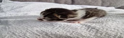 Mixed Breed cats for sale: Three mixed kittens - Advert 3