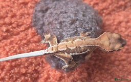 Gecko reptiles for sale: Beautiful Unsexed Crested Geckos ⬇️  - Image 6