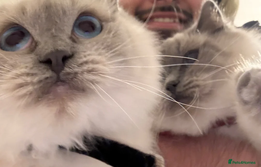 Ragdoll cats for sale: GCCF Active Registered Ragdoll Queen – Dolly - Advert 2