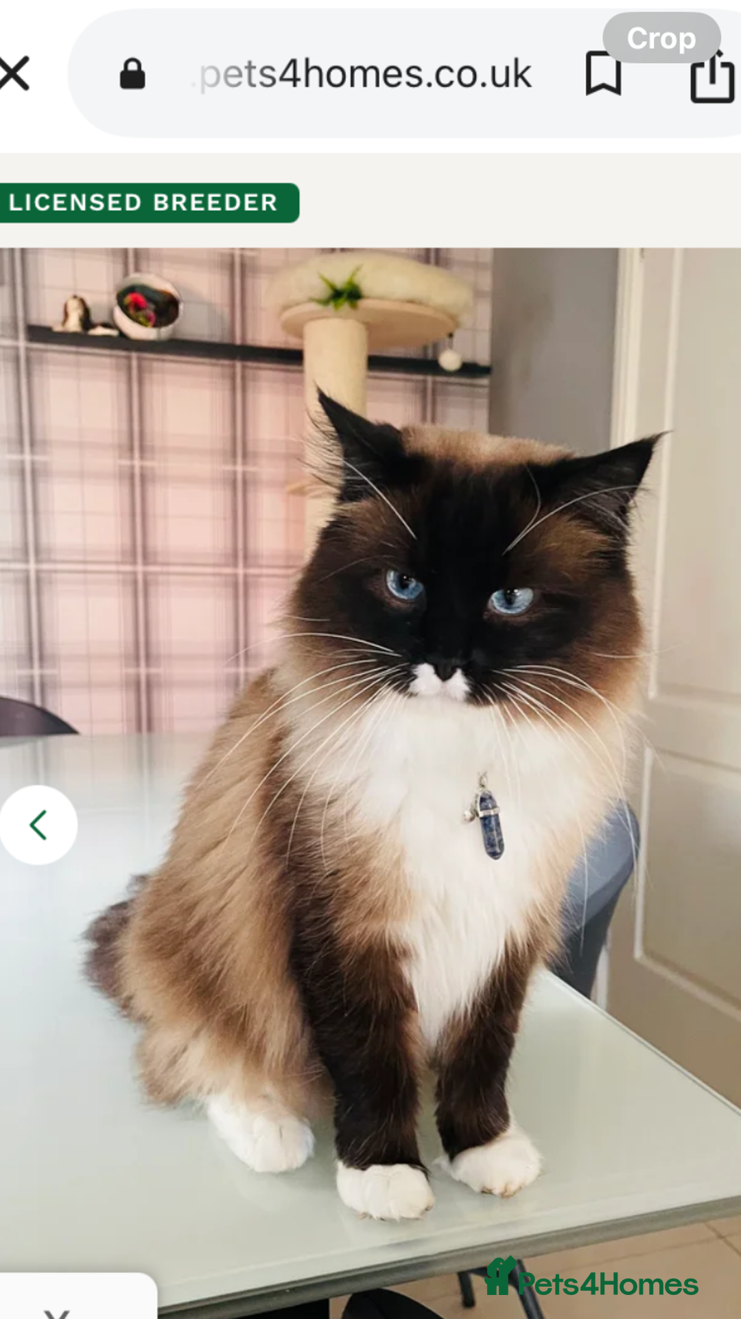 Ragamese cats for sale: Lovely ragamise kittens for sale  - Image 4