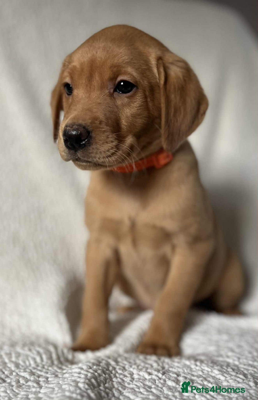 Labrador Retriever dogs for sale: Kc Fox Red Labs Ready Now  - Advert 2