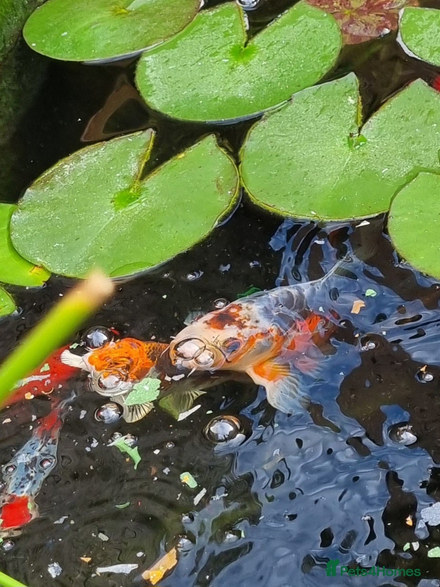 Koi Carp fish goldfish,koi carp - Advert 7