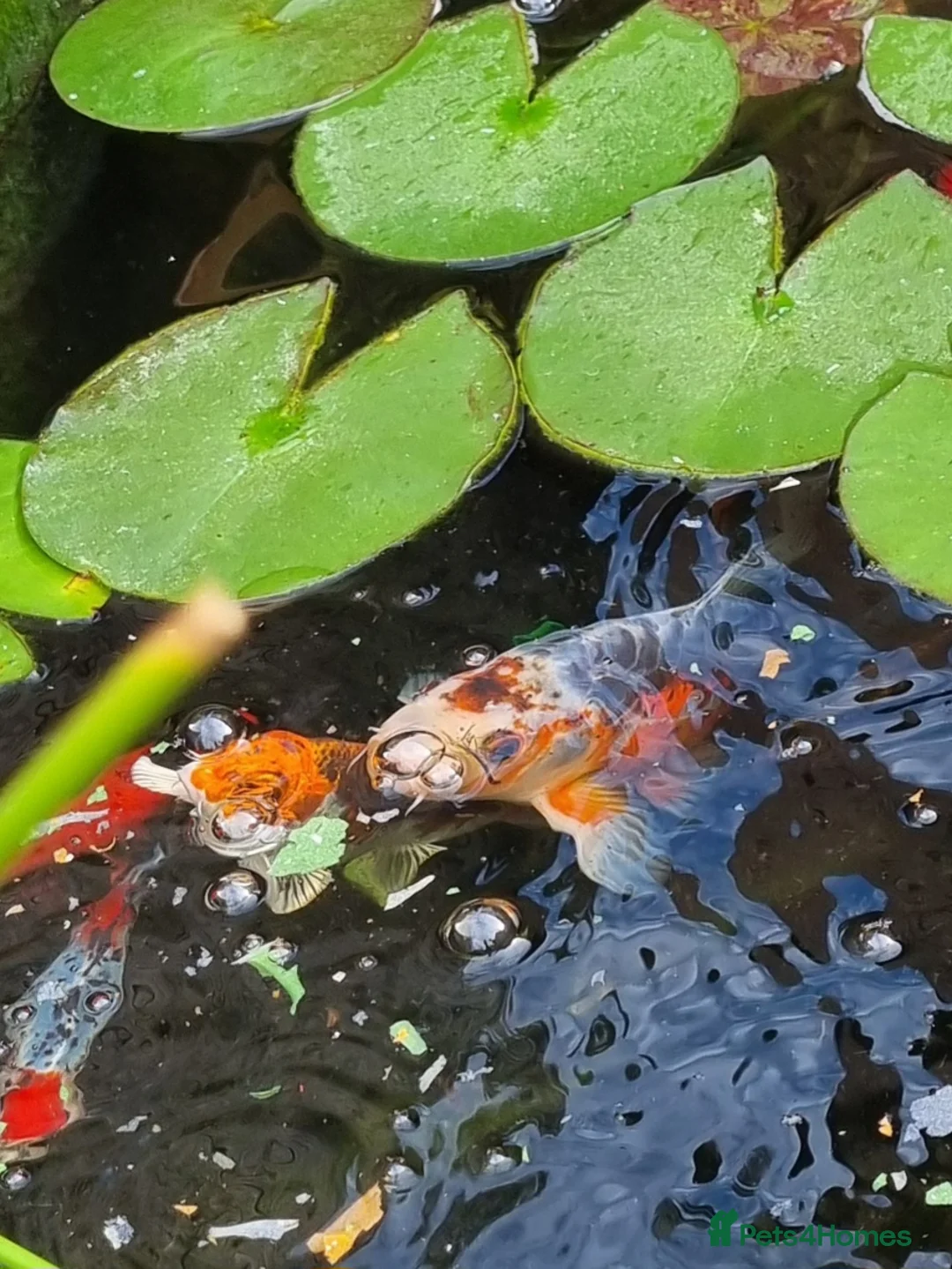 Koi Carp fish for sale: goldfish,koi carp in Bognor Regis - Advert 1
