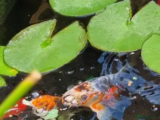 Koi Carp fish goldfish,koi carp - Advert 7