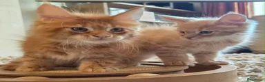 Re-homed Maine Coon Red boy