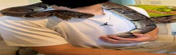 Python Snake reptiles for sale: Standard royal ball python  in Tiverton - Advert 3
