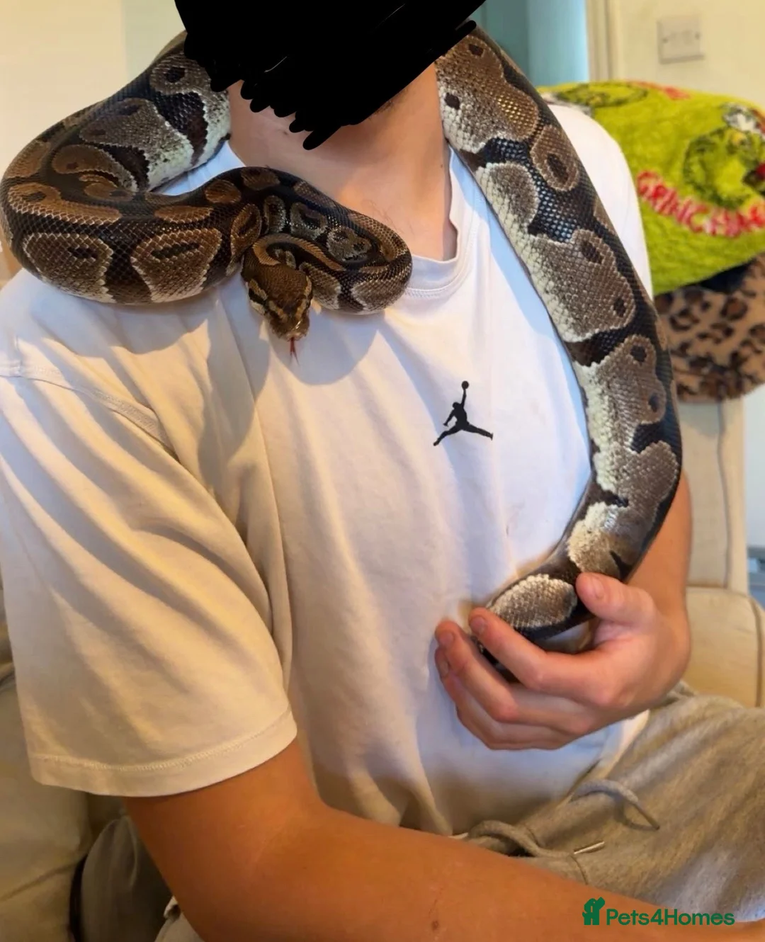 Python Snake reptiles for sale: Standard royal ball python  in Tiverton - Advert 3