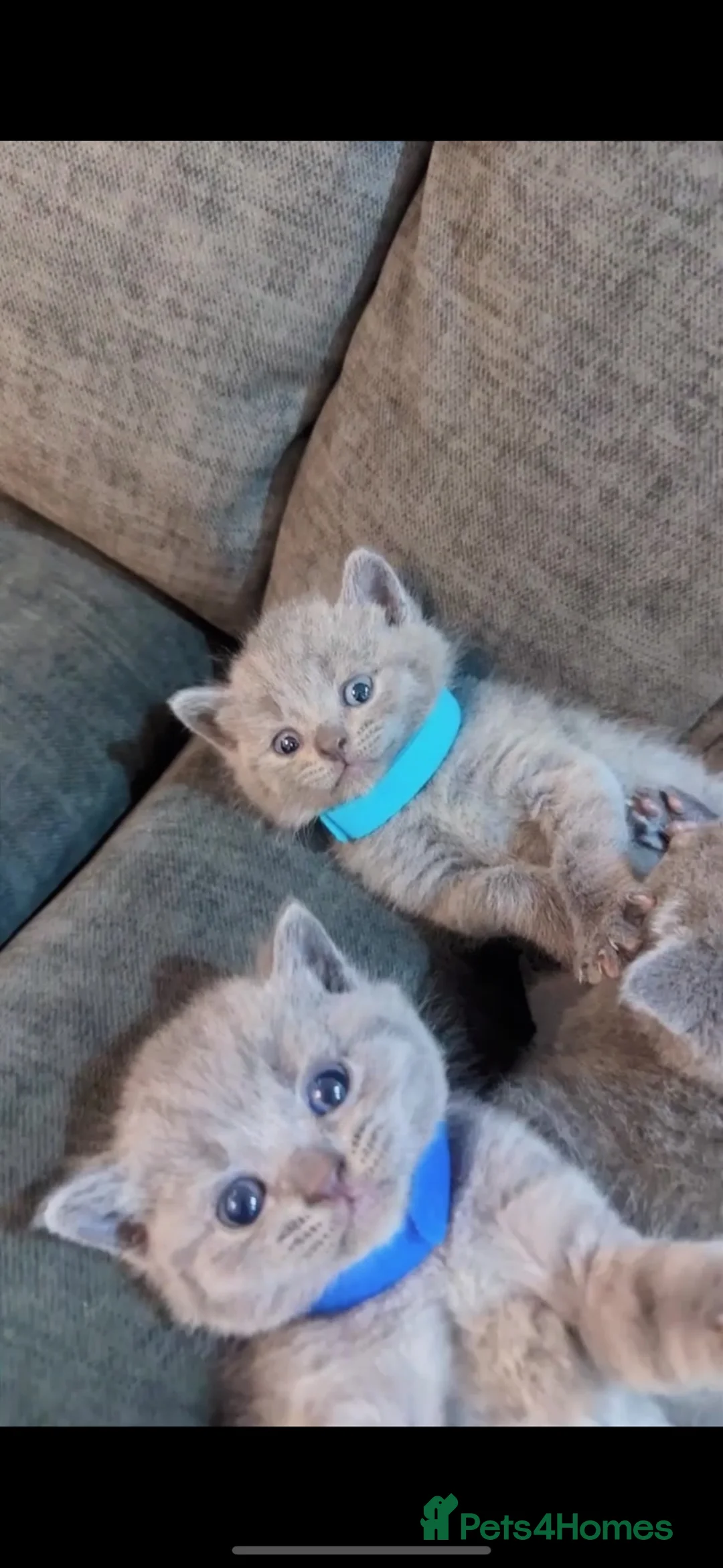 British Shorthair cats for sale: British Shorthair Kittens - Advert 2