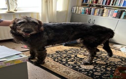 Irish Wolfhound dogs for sale: Irish wolfhound puppies - Image 13