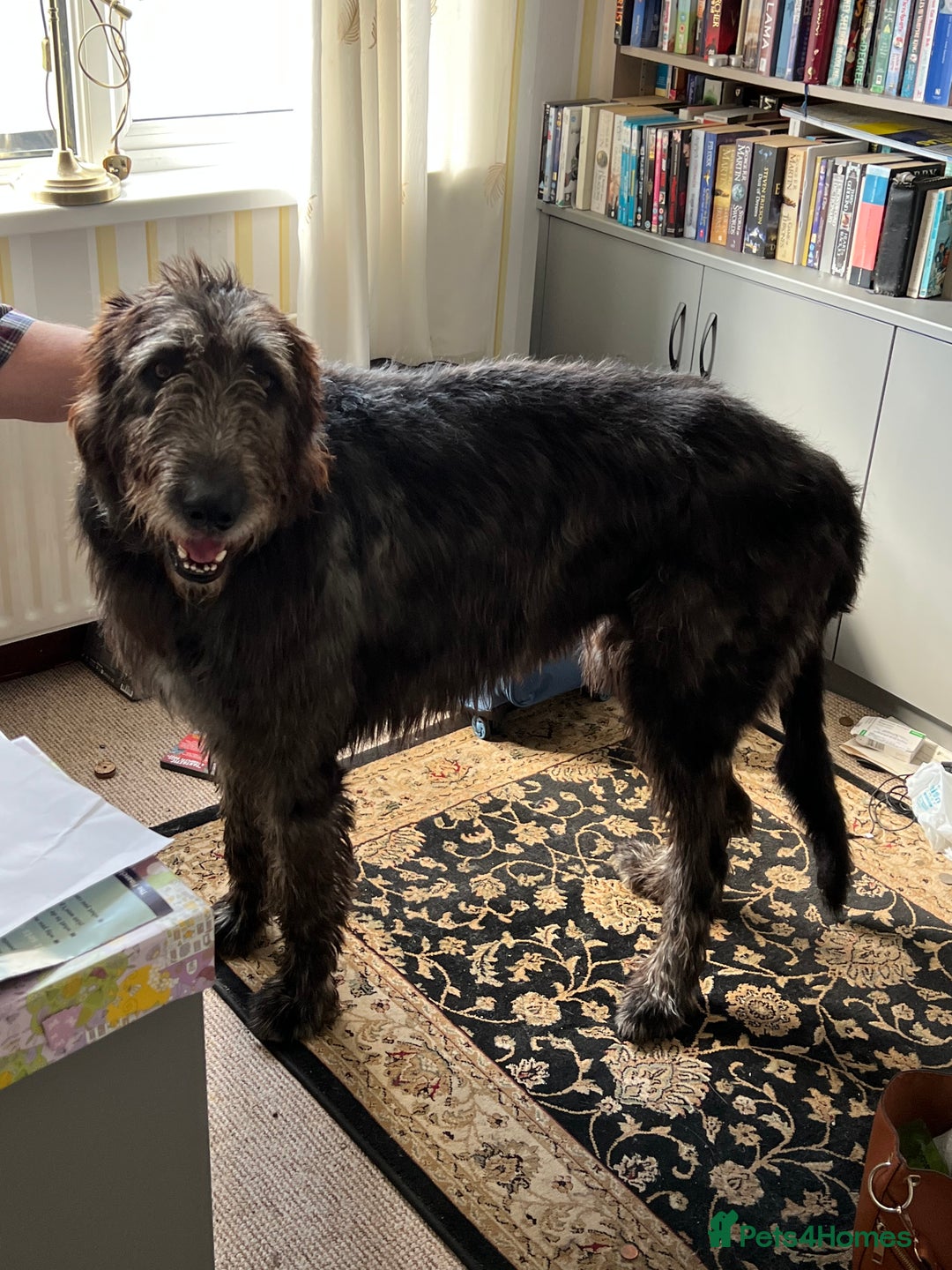Irish Wolfhound dogs for sale: Irish wolfhound puppies - Image 13