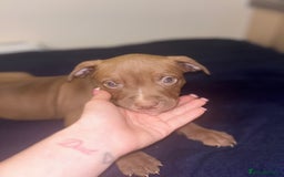 Mixed Breed dogs for sale: Staff puppies for sale!!!!! Weened and Ready now!! - Image 16