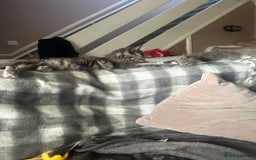 Maine Coon cats for sale: Mainecoon  - Advert 6