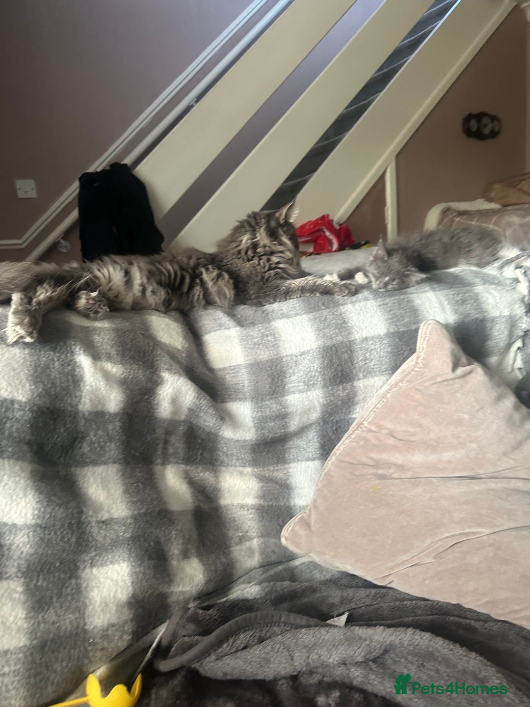 Maine Coon cats for sale: Mainecoon  - Advert 6