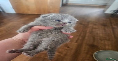 British Shorthair cats - Advert 3