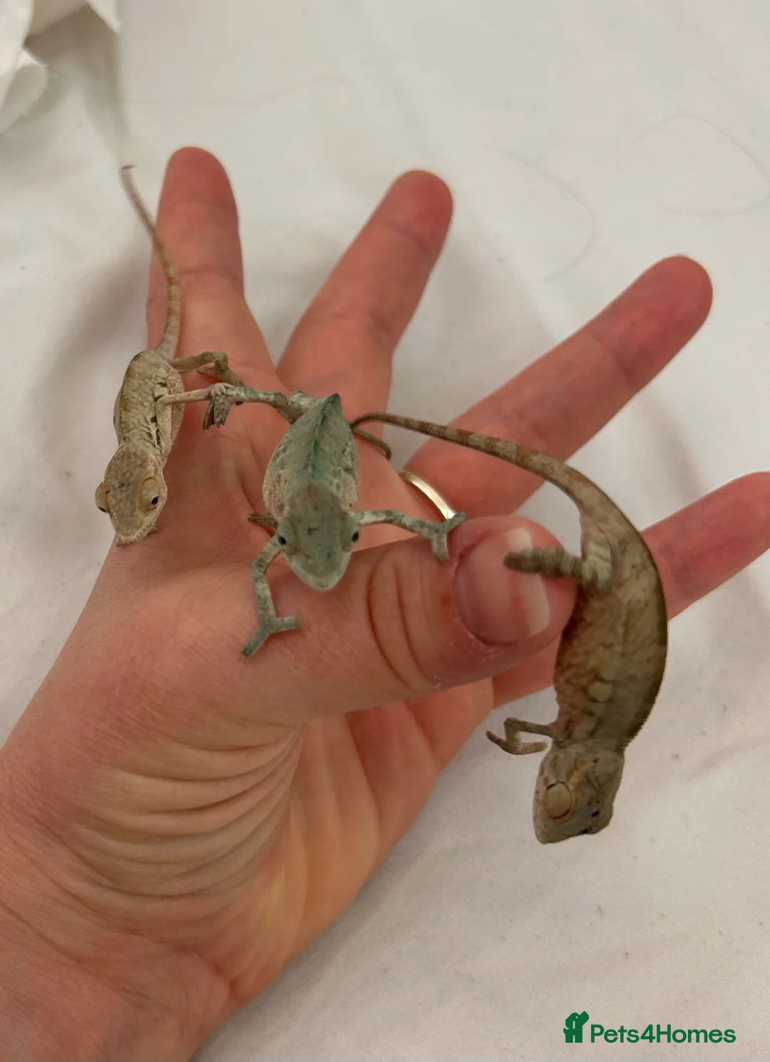 Chameleon reptiles for sale: Blue Ambanja Panther Chameleons  - Advert 1