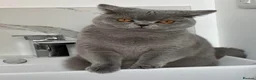 British Shorthair cats for sale: Champion Bloodline British Shorthair Kittens - Advert 6