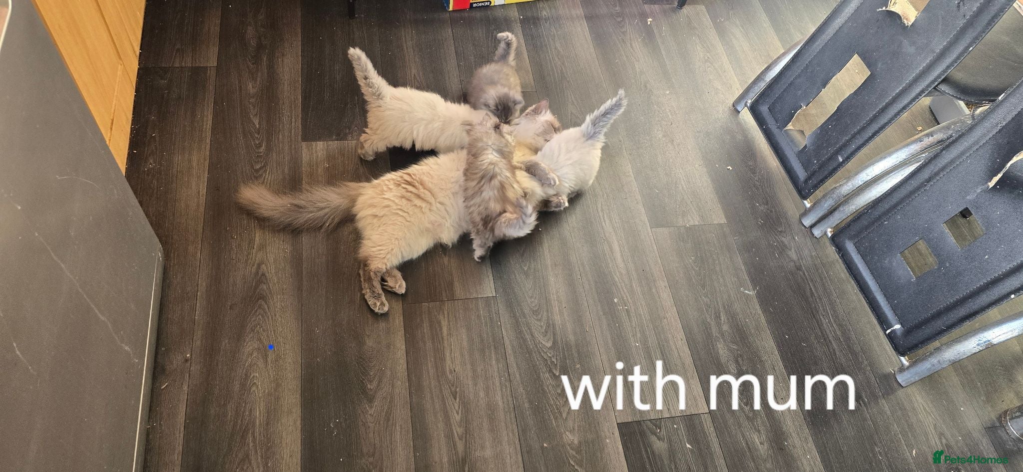 Mixed Breed cats Adorable Ragdoll Kittens–Super Cuddly teddy bears - Advert 7