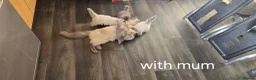 Mixed Breed cats for sale: Adorable Ragdoll Kittens–Super Cuddly teddy bears - Advert 1