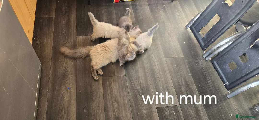 Mixed Breed cats for sale: Adorable Ragdoll Kittens–Super Cuddly teddy bears - Advert 1
