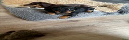 Miniature Dachshund dogs for sale: Miniature dachshund puppy for sale - Advert 3
