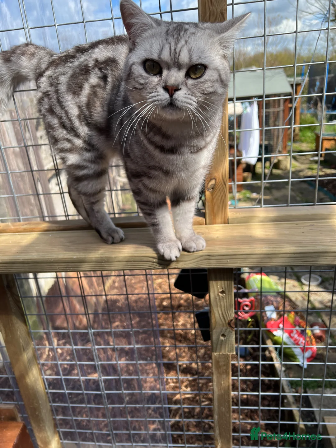 British Shorthair cats for sale: Silver & colourpoint British Shorthair kittens  - Advert 2