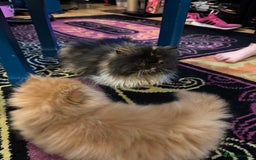 Persian cats for sale: Beautiful red/white pedigree Persian male kitten - Image 21