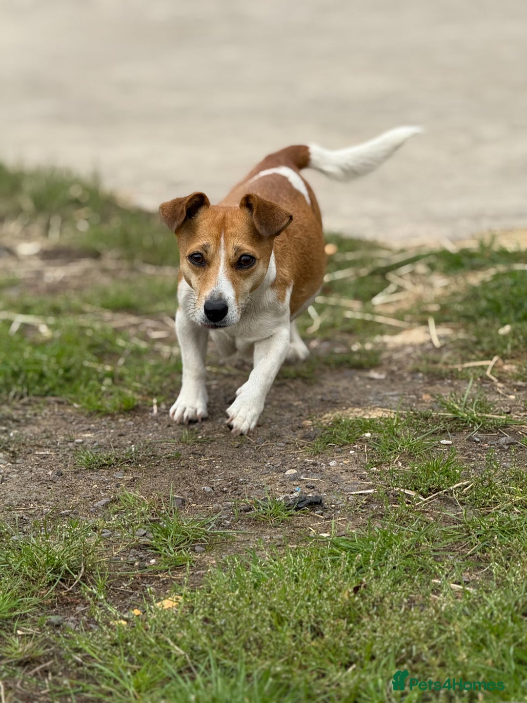 Mixed Breed dogs for sale: 4 beautiful spaniel X jack russel pups ❤️ - Image 12